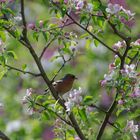 Rotkehlchen im Frühling