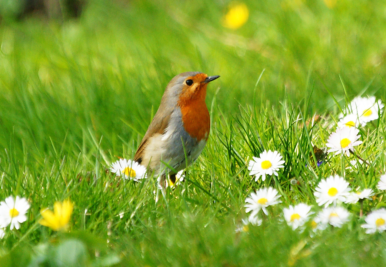 Rotkehlchen im Frühling