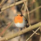 Rotkehlchen im Frühling