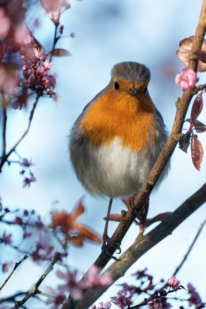 Rotkehlchen im Frühling