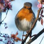 Rotkehlchen im Frühling