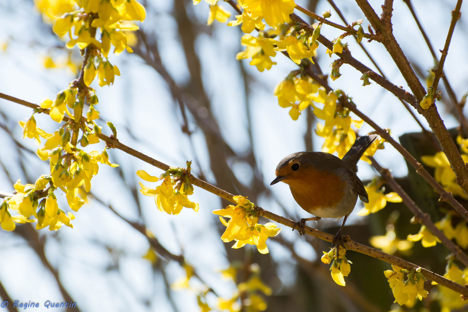 Rotkehlchen im Frühling