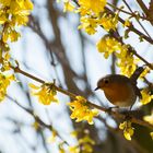 Rotkehlchen im Frühling