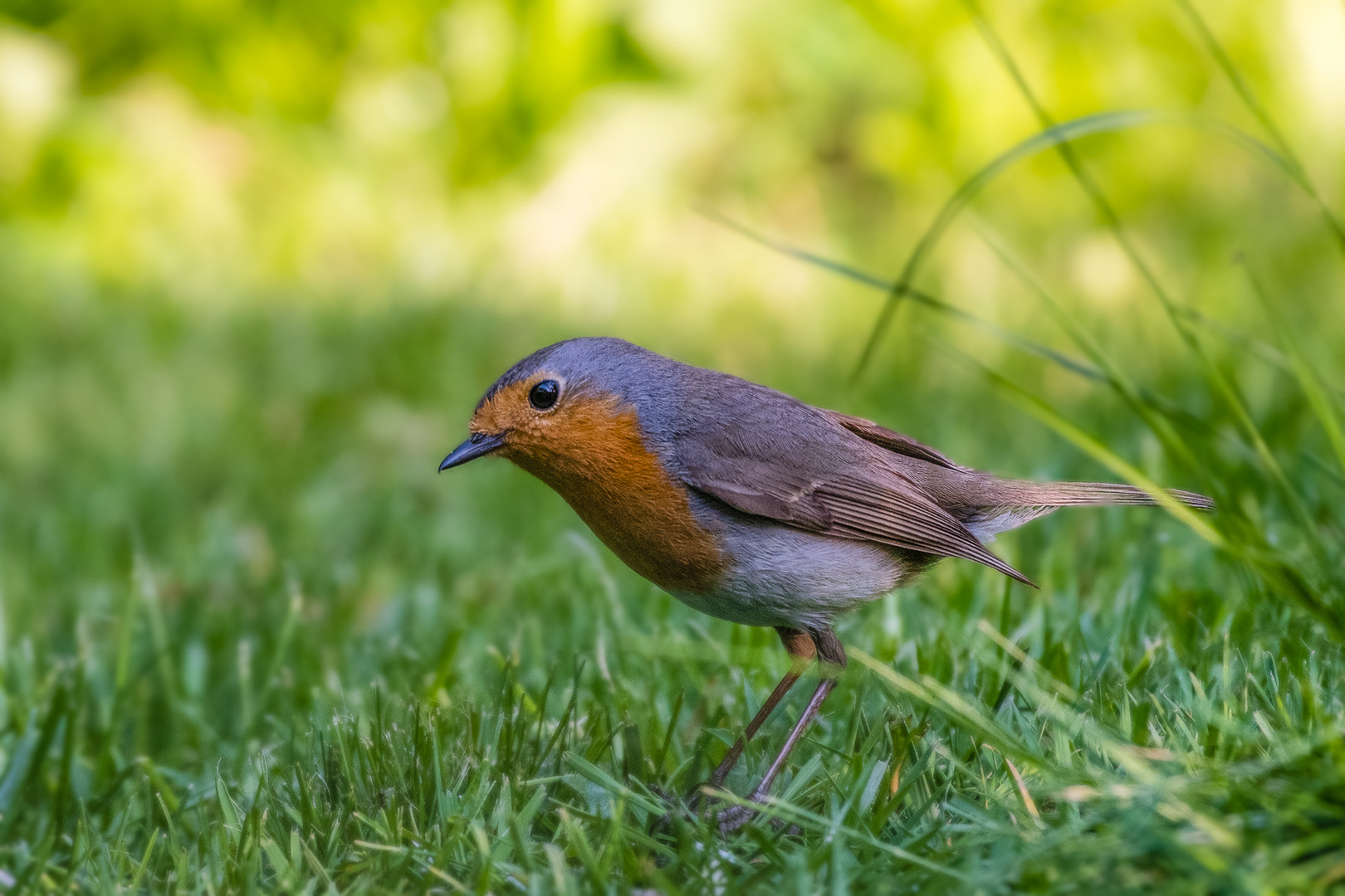 Rotkehlchen im Garten