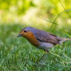 Rotkehlchen im Garten