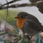 Rotkehlchen im Garten