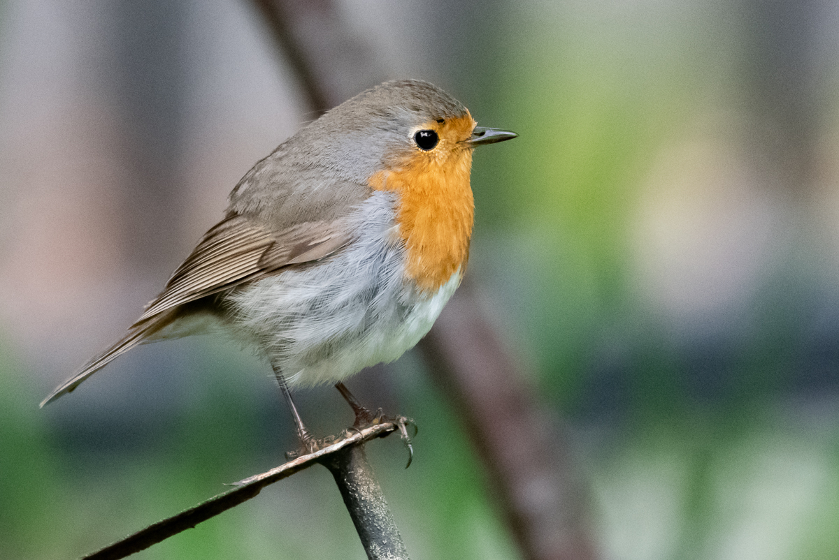 Rotkehlchen im Garten