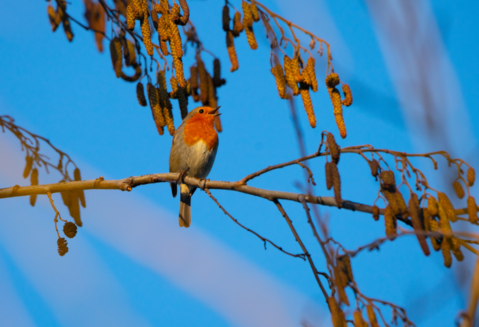 Rotkehlchen im Garten