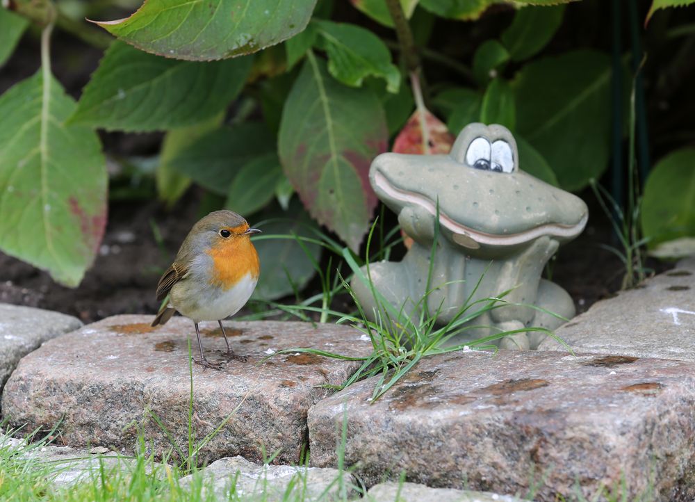 Rotkehlchen im Garten Foto &amp; Bild tiere, natur Bilder