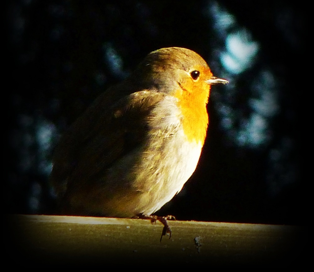 Rotkehlchen im Garten