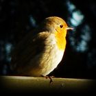 Rotkehlchen im Garten