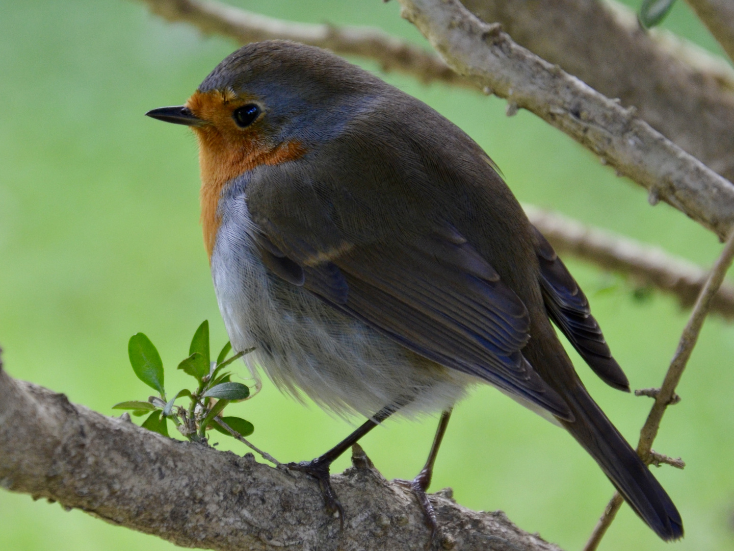 Rotkehlchen im Garten