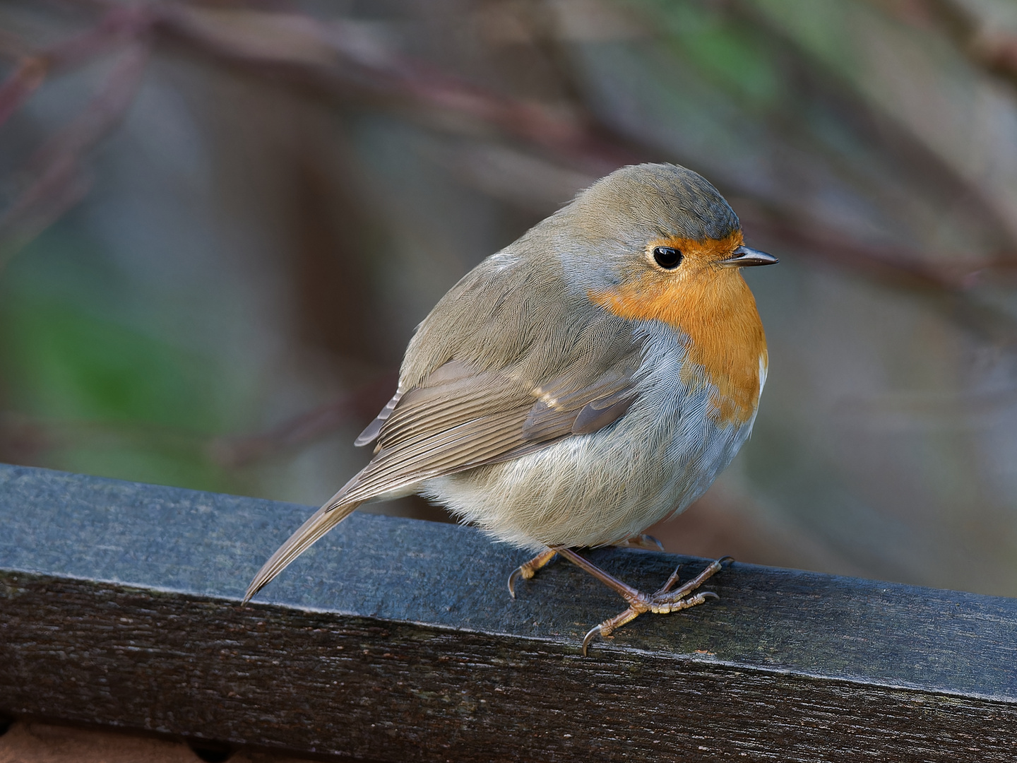 Rotkehlchen im Garten