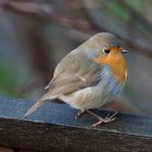 Rotkehlchen im Garten