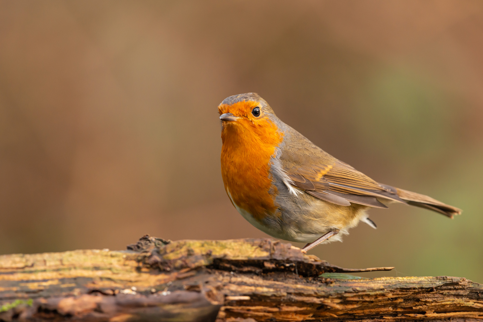 Rotkehlchen im Garten