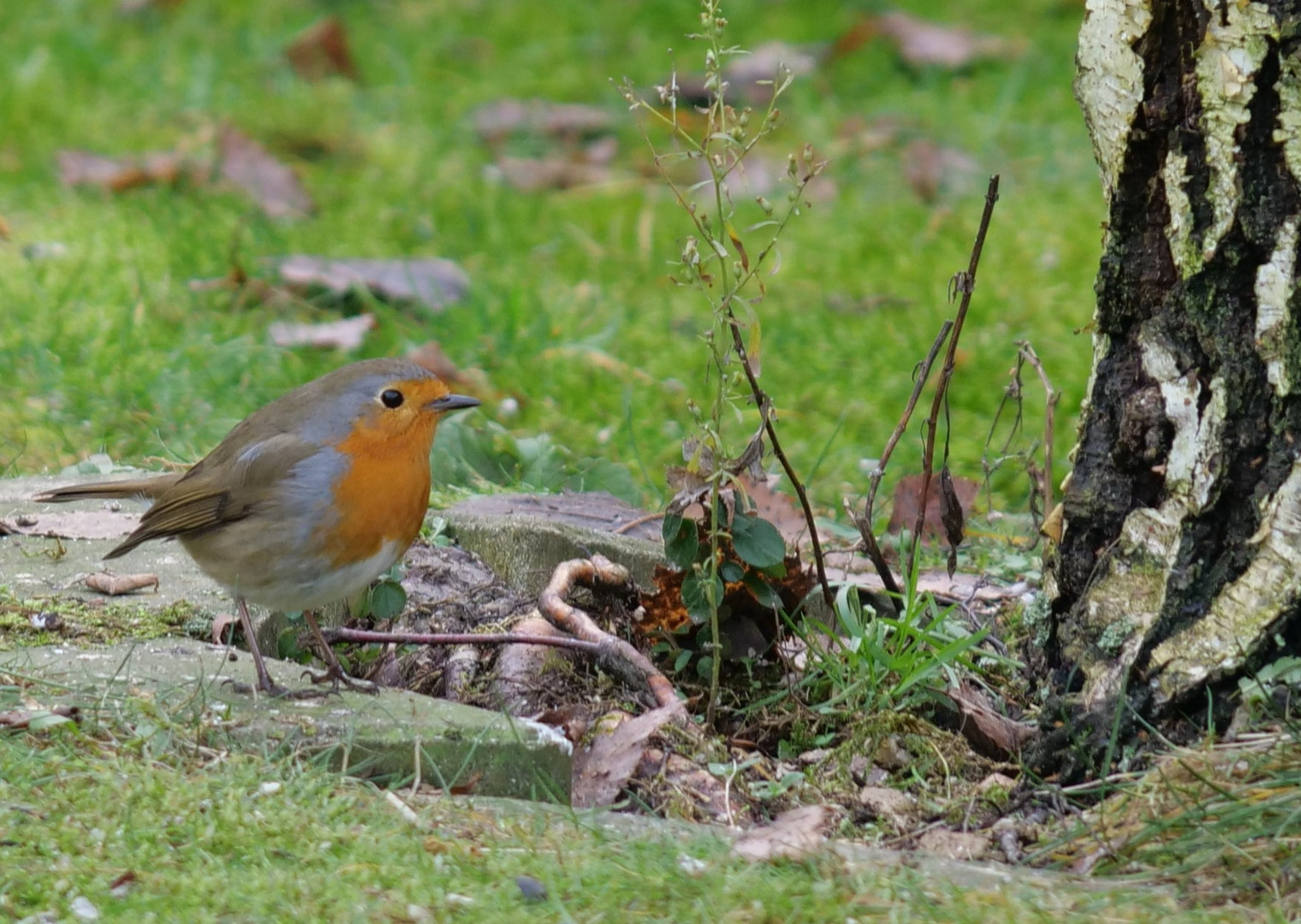 Rotkehlchen im Garten