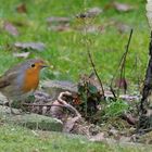 Rotkehlchen im Garten