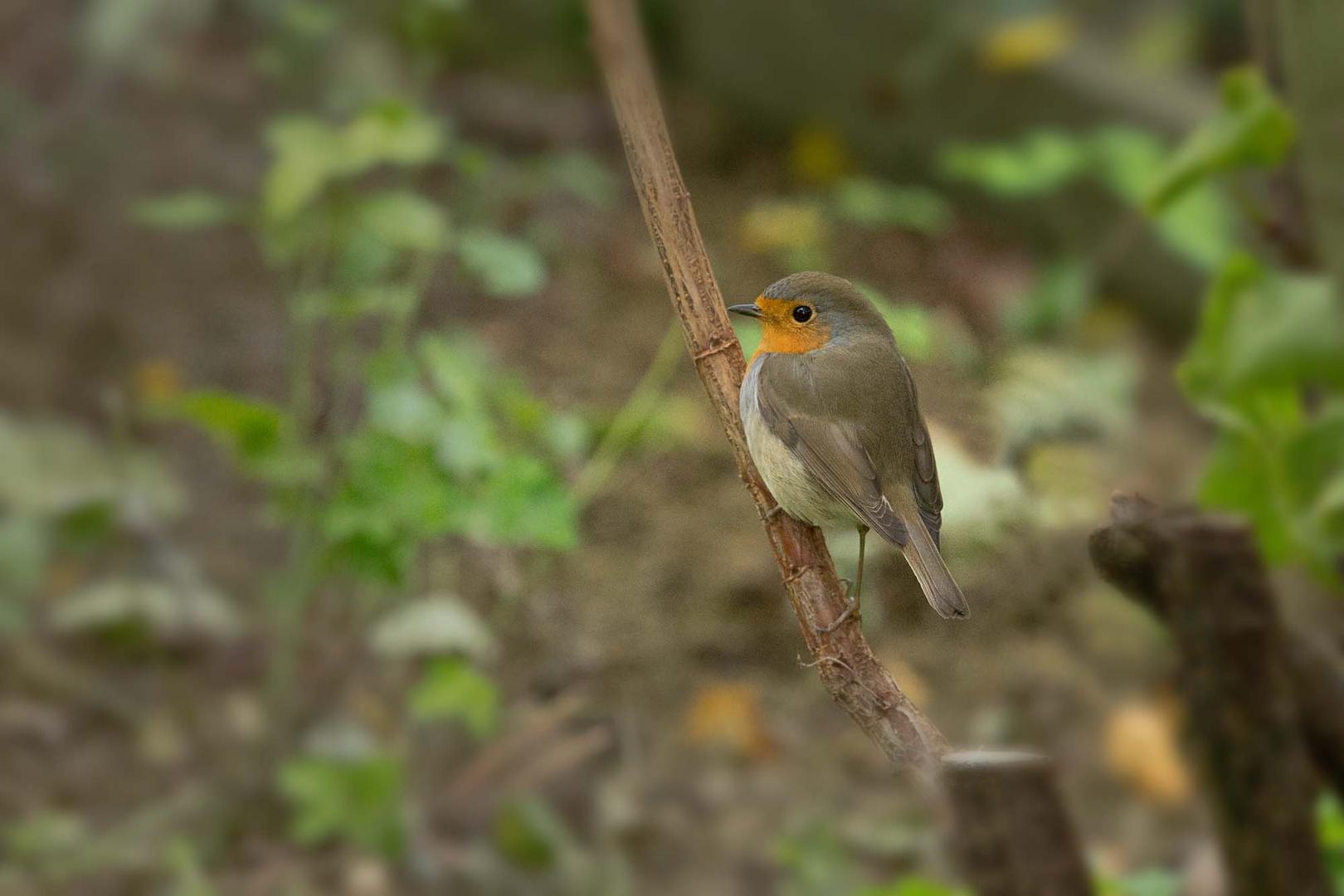 Rotkehlchen im Garten Foto &amp; Bild tiere, wildlife, wild