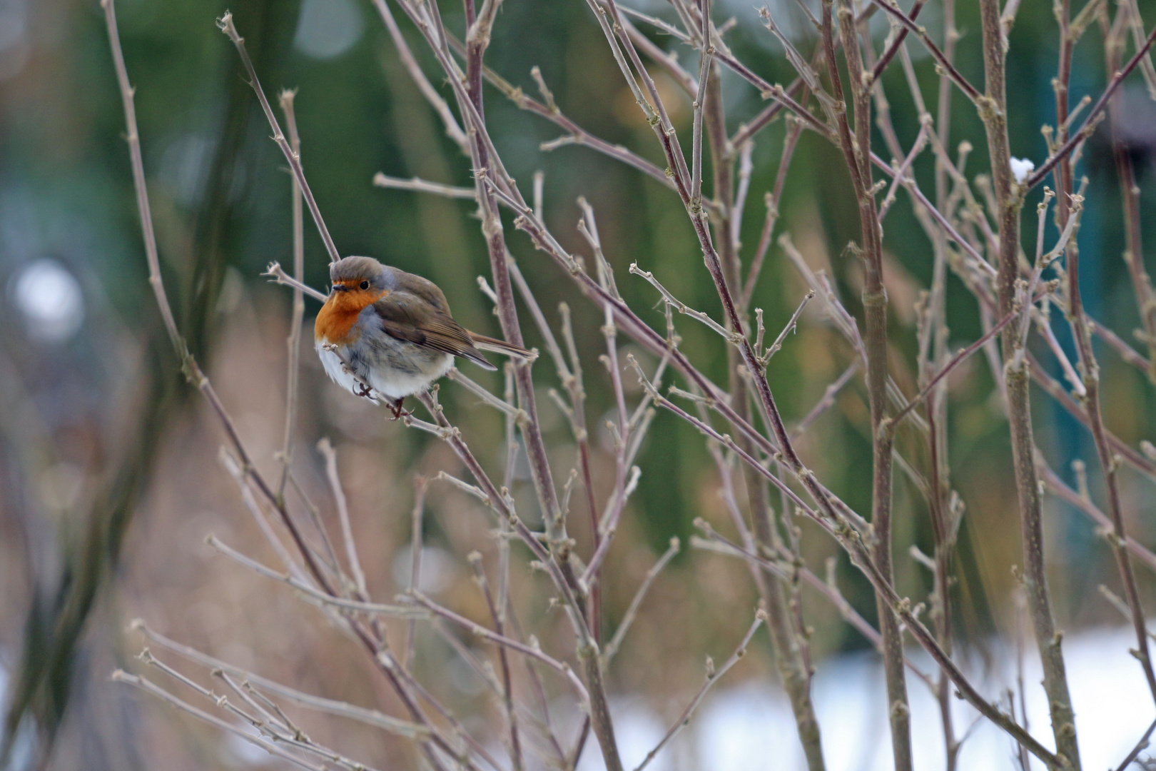 Rotkehlchen im Garten Foto &amp; Bild nature, red, snow