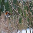 Rotkehlchen im Garten