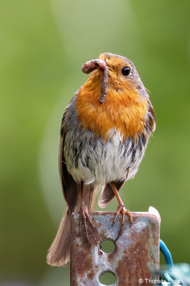 Rotkehlchen im Garten