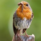 Rotkehlchen im Garten