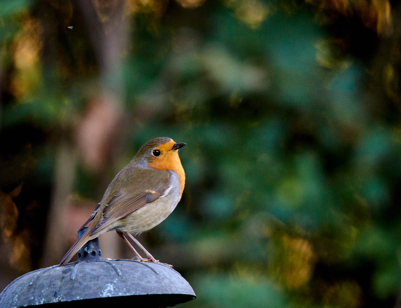 Rotkehlchen im Garten Foto &amp; Bild tiere, wildlife, wild