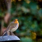 Rotkehlchen im Garten