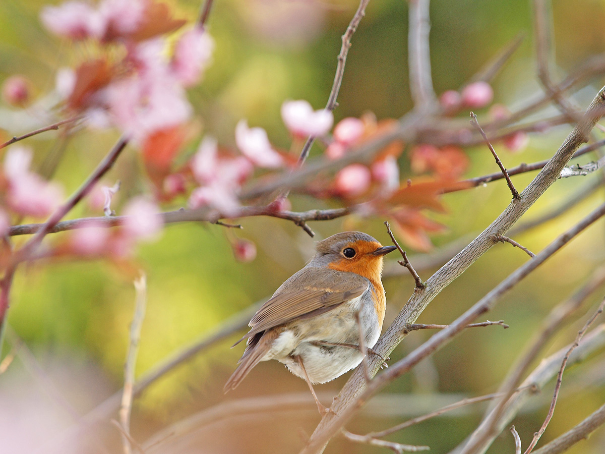 Rotkehlchen im Garten