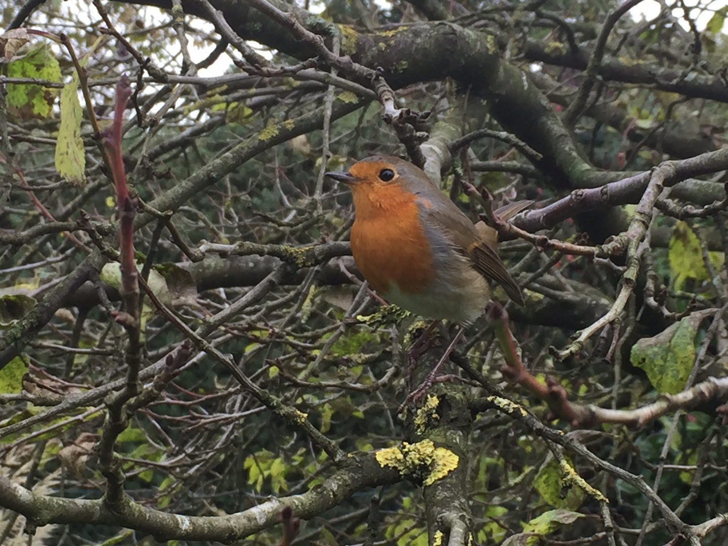 Rotkehlchen im Garten