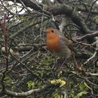 Rotkehlchen im Garten