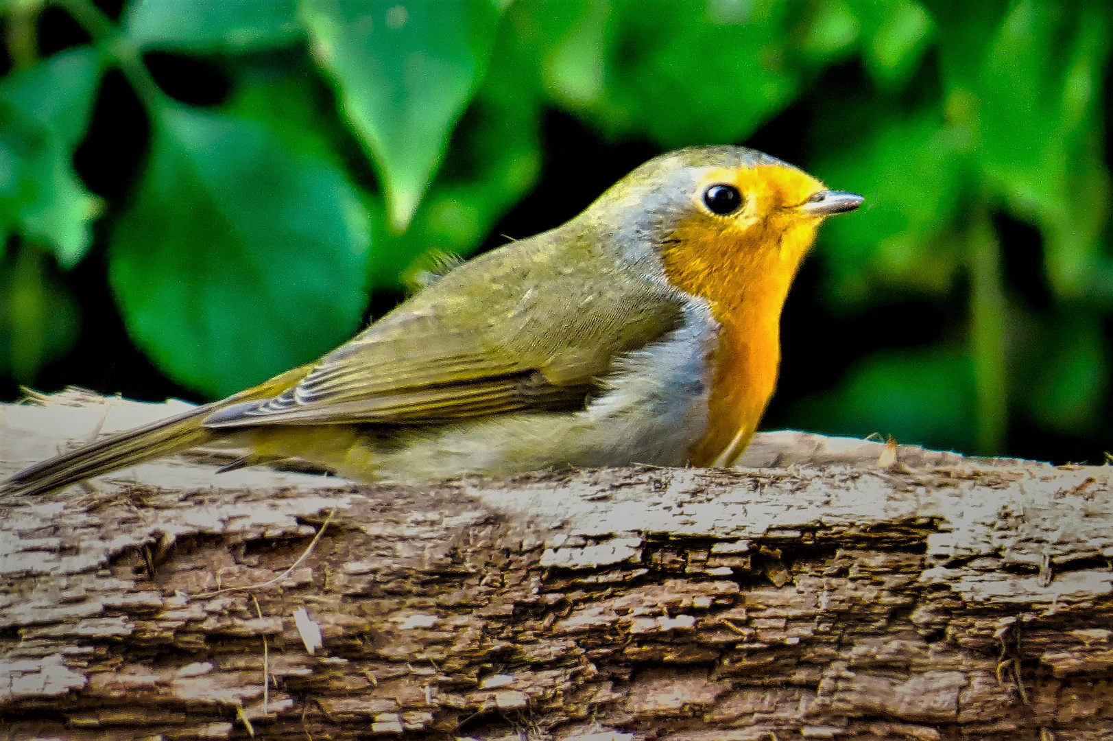 Rotkehlchen im Garten