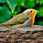 Rotkehlchen im Garten