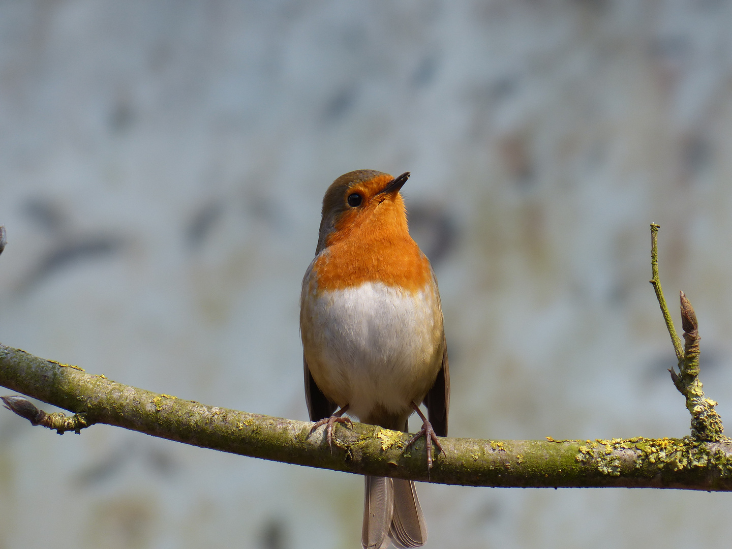 Rotkehlchen im Garten