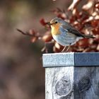 Rotkehlchen im Garten