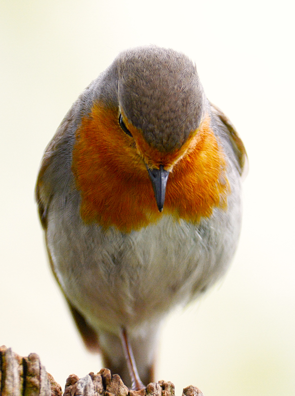 Rotkehlchen im Garten