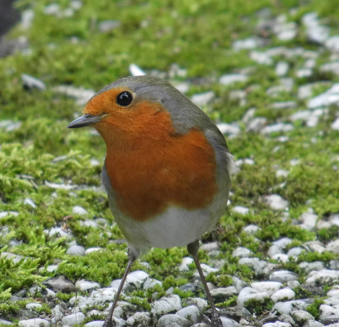 Rotkehlchen im Garten