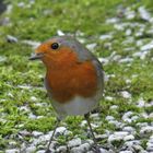 Rotkehlchen im Garten