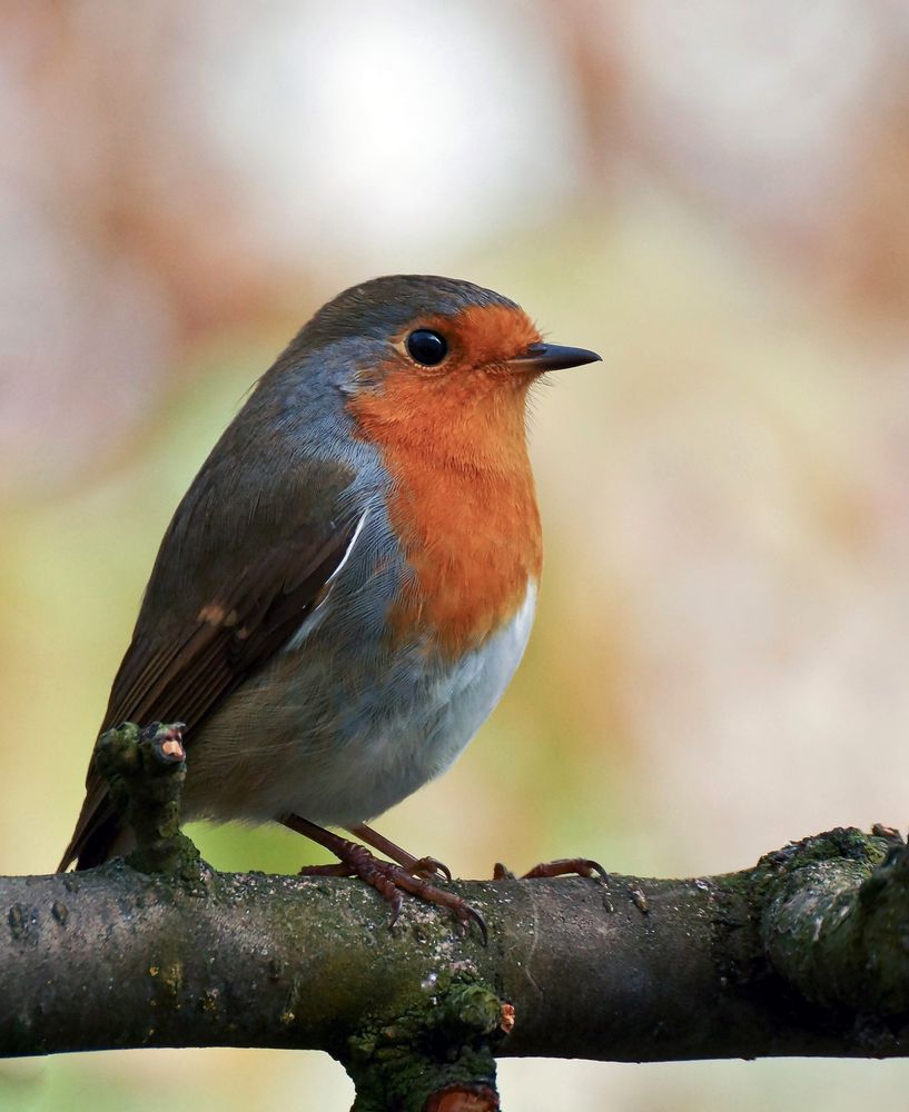 Rotkehlchen im Garten