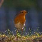 Rotkehlchen im Garten!