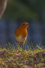 Rotkehlchen im Garten!