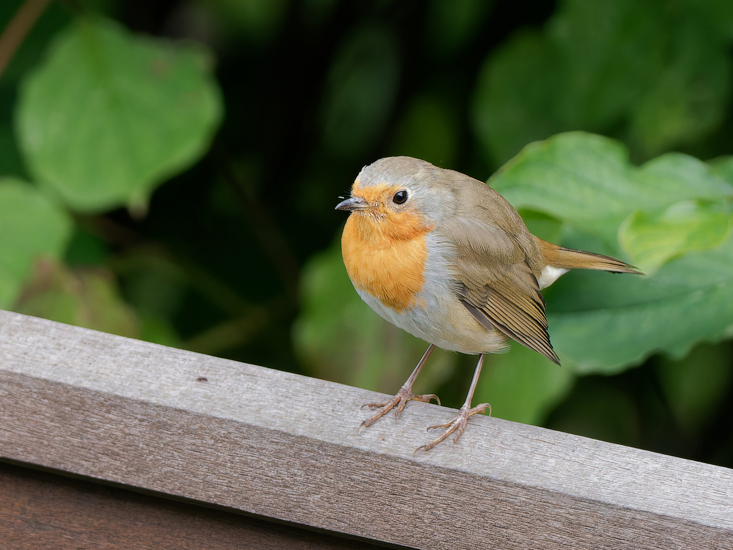 Rotkehlchen im Garten