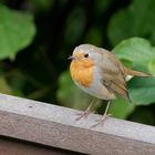 Rotkehlchen im Garten