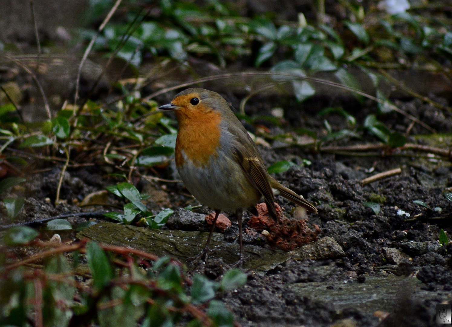 Rotkehlchen im Garten Foto &amp; Bild tiere, wildlife, wild