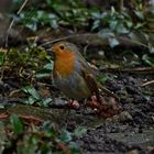 Rotkehlchen im Garten