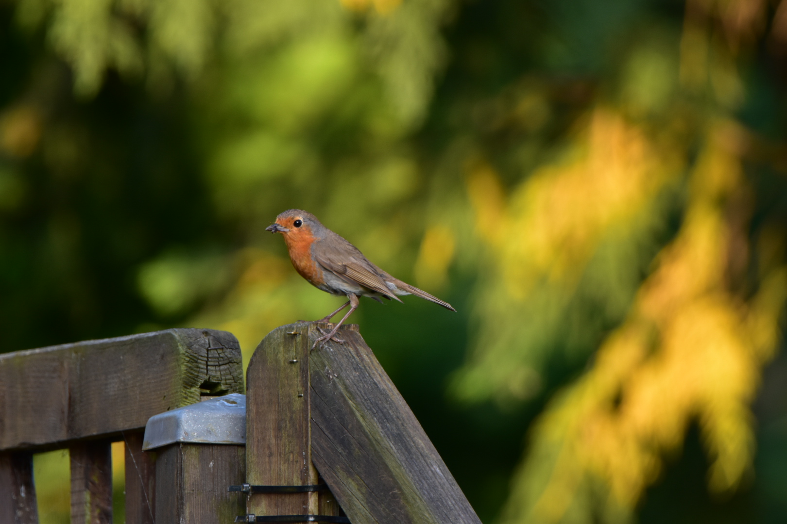 Rotkehlchen im Garten