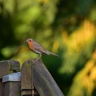 Rotkehlchen im Garten