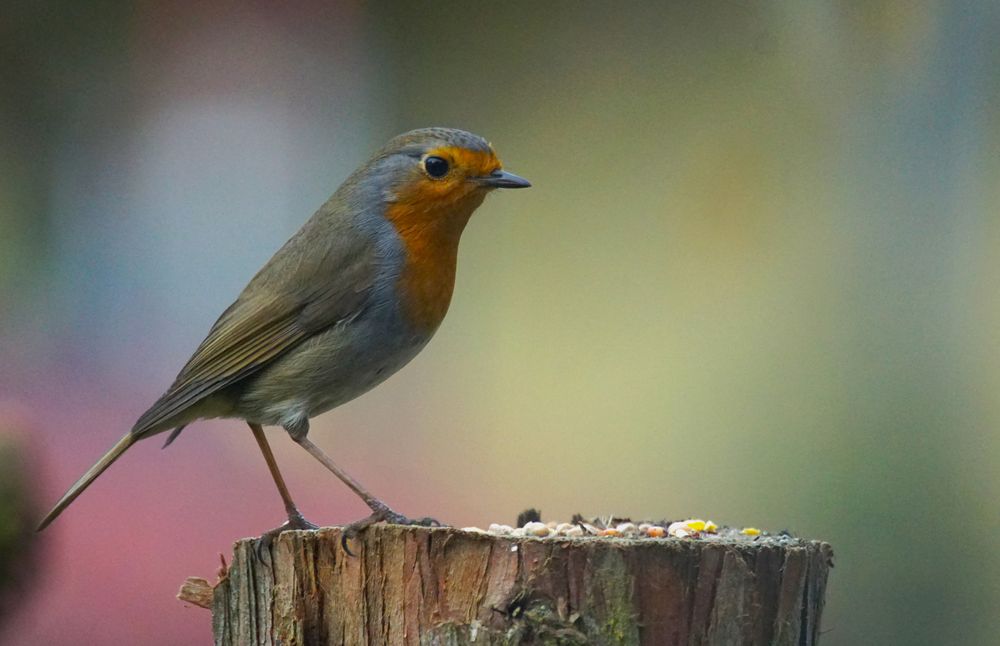 Rotkehlchen im Garten. Foto & Bild tiere, wildlife, wild lebende