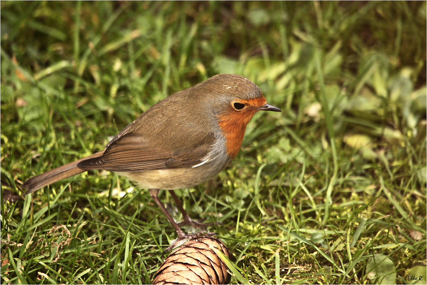 Rotkehlchen im Garten