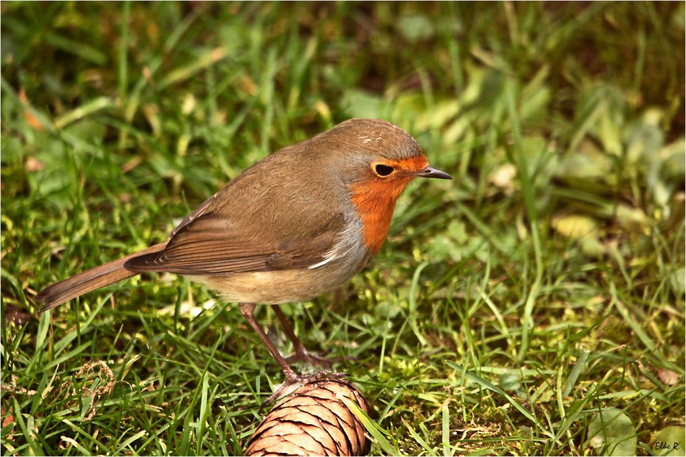 Rotkehlchen im Garten Foto &amp; Bild natur, tiere, vögel